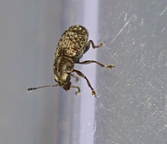Anthribinae