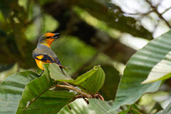Pericrocotus speciosus