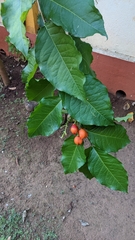 Angiospermae