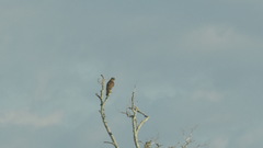 Buteo lineatus