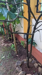 Angiospermae