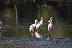 Platalea ajaja