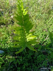 Acrostichum danaeifolium