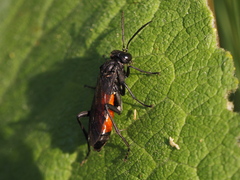 Macrophya annulata