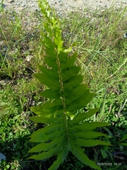 Acrostichum danaeifolium