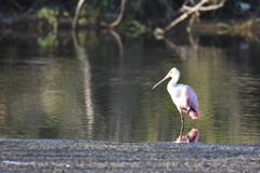 Platalea ajaja