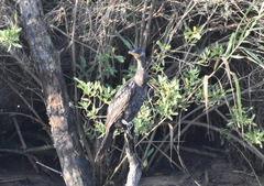 Nannopterum brasilianum