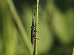Theophilea subcylindricollis