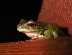 Ranoidea phyllochroa