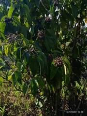 Miconia calvescens