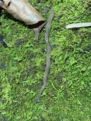 Bipalium pennsylvanicum