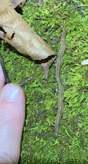 Bipalium pennsylvanicum