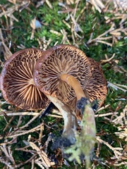 Dermocybe