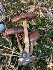Dermocybe