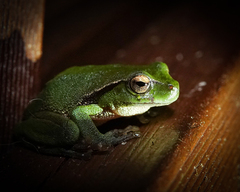 Ranoidea phyllochroa