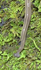 Bipalium pennsylvanicum