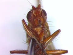 Schroederella iners
