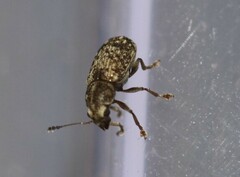 Anthribinae