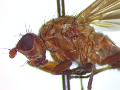 Schroederella iners