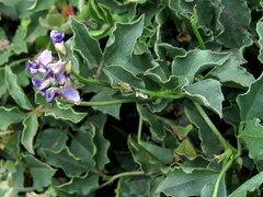 Dolichos decumbens