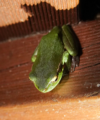 Ranoidea phyllochroa