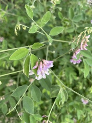 Vicia gigantea