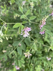 Vicia gigantea