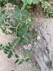 Vicia gigantea