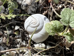 Cahuillus indioensis