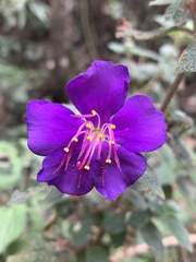 Tibouchina
