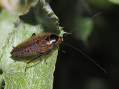 Ectobius erythronotus