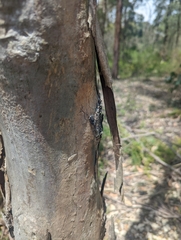 Myopsalta mackinlayi
