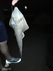 Pseudobatos planiceps