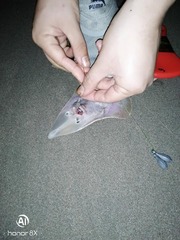 Pseudobatos planiceps