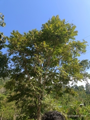 Juglans neotropica
