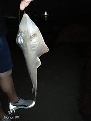 Pseudobatos planiceps