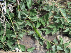 Dolichos decumbens