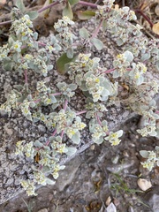 Tidestromia lanuginosa