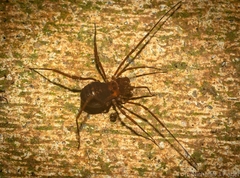 Bogania neogranulata