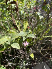 Prunus pogonostyla