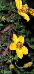 Bidens triplinervia