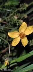 Bidens triplinervia