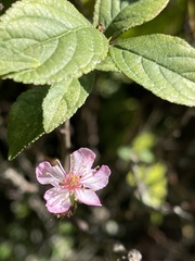 Prunus pogonostyla