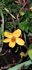 Bidens triplinervia