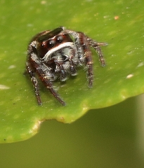 Opisthoncus nigrofemoratus