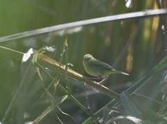 Geothlypis trichas