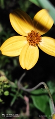 Bidens triplinervia