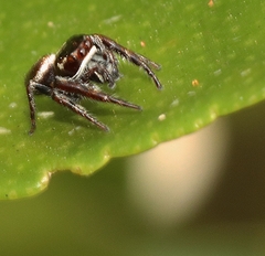 Opisthoncus nigrofemoratus