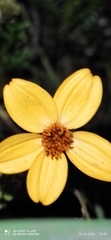 Bidens triplinervia