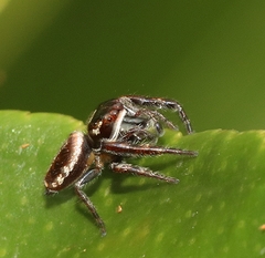 Opisthoncus nigrofemoratus